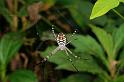 Argiope_picta_D5322_Z_90_Daintree-Cookstown_Australie