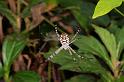 Argiope_picta_D5323_Z_90_Daintree-Cookstown_Australie