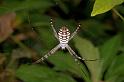 Argiope_picta_D5324_Z_90_Daintree-Cookstown_Australie