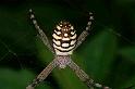 Argiope_picta_D5326_Z_89_Daintree-Cookstown_Australie