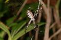 Argiope_picta_D5330_Z_89_Daintree-Cookstown_Australie