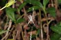 Argiope_picta_D5331_Z_90_Daintree-Cookstown_Australie