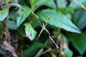 Argiope_picta_D5334_Z_88_Daintree-Cookstown_Australie