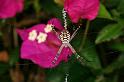 Argiope_picta_D5336_Z_88_Daintree-Cookstown_Australie