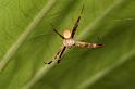 Argiope_picta_D5393_Z_90_Giru_Australie