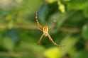 Argiope_picta_D5471_Z_88_Giru_Australie