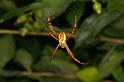 Argiope_picta_D5472_Z_89_Giru_Australie