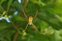 Argiope_picta_D5473_Z_90_Giru_Australie