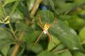 Argiope_picta_D5475_Z_90_Giru_Australie