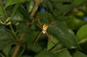 Argiope_picta_D5476_Z_90_Giru_Australie