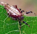 Cyclosa_insulana_D6346_Z_84_Brisbane_Australie