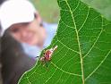 Cyclosa_insulana_D6347_O_88_Brisbane_Australie