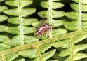 Eriophora_ZZ099_F1532_Z_86_Giru_Australie