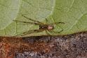 Eriophora_ZZ390_D5440_Z_89_Yungaburra_Australie