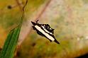 Gasteracantha_fornicata_D5348_Z_89_Daintree-Cookstown_Australie