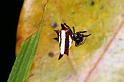 Gasteracantha_fornicata_D5350_Z_90_Daintree-Cookstown_Australie