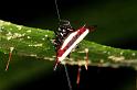 Gasteracantha_fornicata_D5351_Z_88_Daintree-Cookstown_Australie