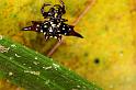 Gasteracantha_fornicata_D5352_Z_88_Daintree-Cookstown_Australie