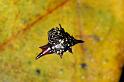 Gasteracantha_fornicata_D5353_Z_89_Daintree-Cookstown_Australie