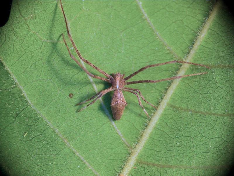 Avella_despiciens_D6760_Z_87_Brisbane_Australie.jpg