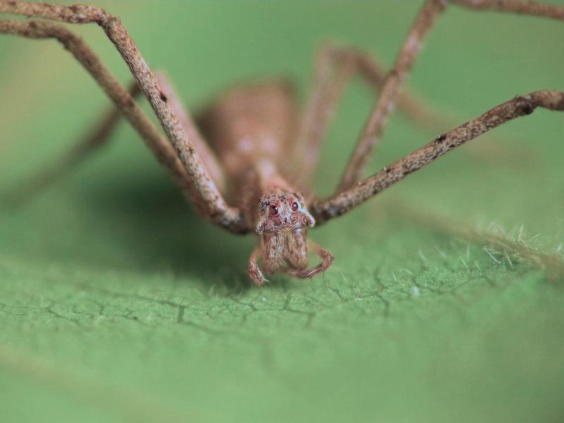 Avella_despiciens_D6761_Z_88_Brisbane_Australie.jpg