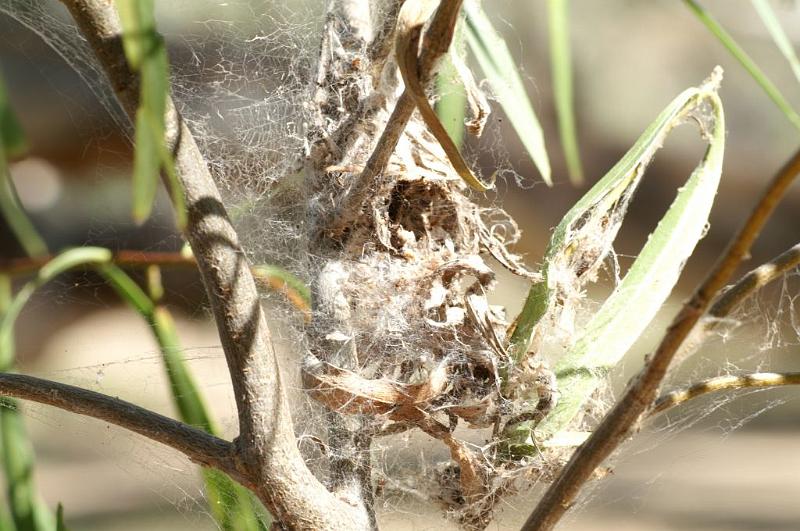 Phryganoporus_canididus_D5266_Z_85_Muttaburra_Australie.jpg