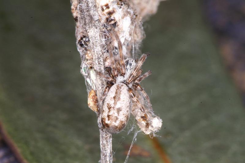 Phryganoporus_nigrinus_D3370_Z_88_Widgiemooltha_Australie.jpg