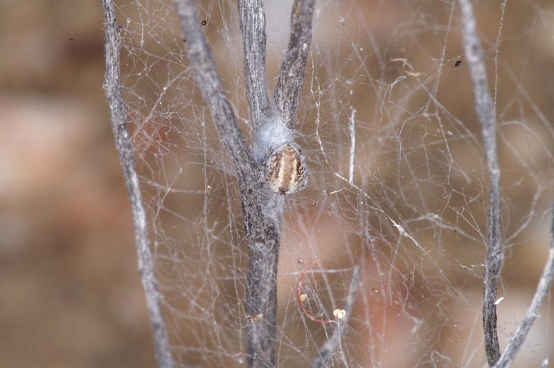 ZZ_ZZ301_D3345_Z_78_Widgiemooltha_Australie.jpg