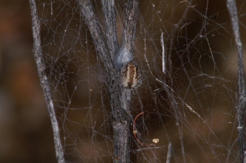 ZZ_ZZ301_D3346_Z_78_Widgiemooltha_Australie.jpg