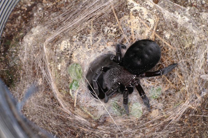 Eresus_sandaliatus_D7289_Z_89_Badhoevedorp_Nederland.jpg