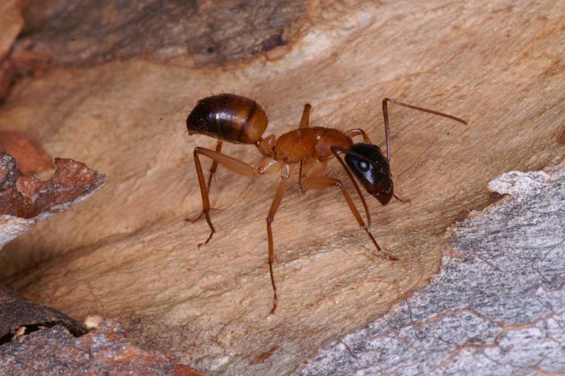 Camponotus_consobrinus_D3326_Z_85_Corrigin_Australie.jpg