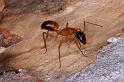Camponotus_consobrinus_D3326_Z_85_Corrigin_Australie