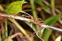Oecophylla_virescens_D5346_Z_90_Daintree-Cookstown_Australie