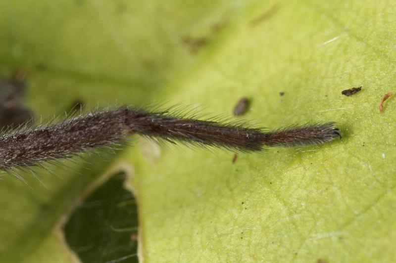 Scotophaeus_blackwalli_D7624_Z_88_Badhoevedorp_Nederland.jpg