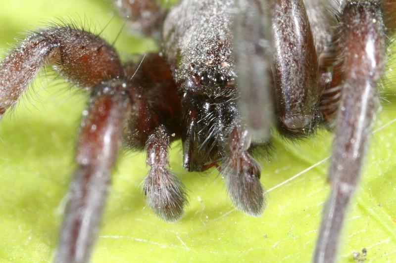 Scotophaeus_blackwalli_D7634_Z_89_Badhoevedorp_Nederland.jpg