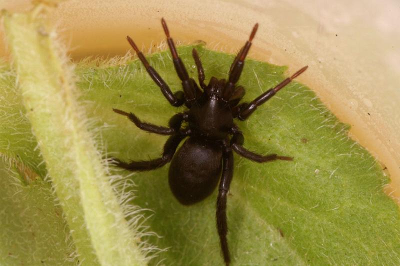 Zelotes_pusillus_D4776_Z_89_Waterleidingduinen_Nederland.jpg