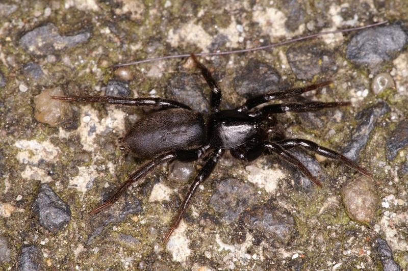 Zelotes_pusillus_D4788_Z_89_Waterleidingduinen_Nederland.jpg