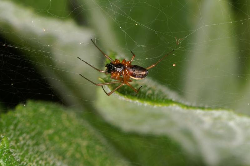 Linyphia_hortensis_D5747_Z_87_Prattenburg_Nederland.jpg