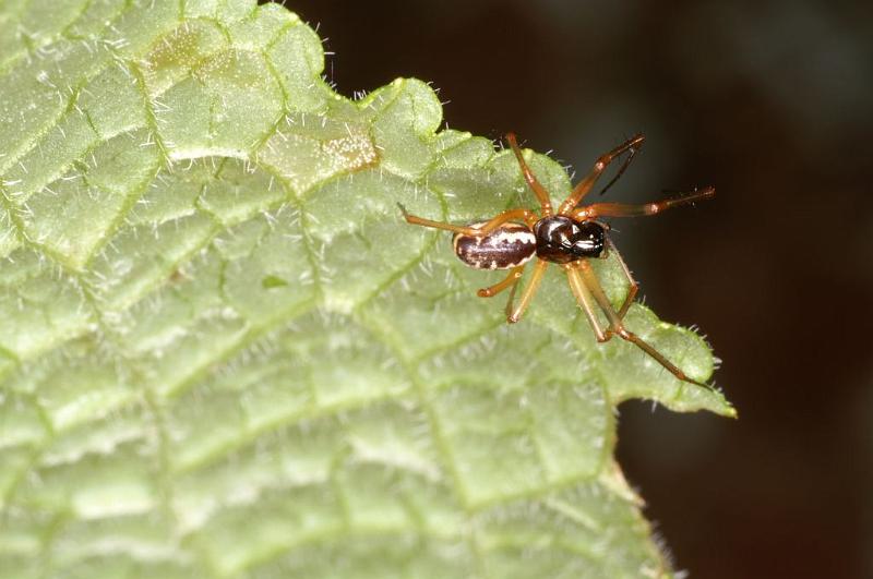 Linyphia_hortensis_D5749_Z_88_Prattenburg_Nederland.jpg