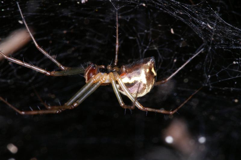 Linyphia_triangularis_D4608_Z_90_Waterleidingduinen_Nederland.jpg