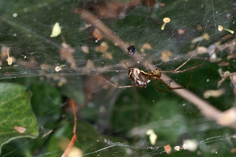 Linyphia_triangularis_D4634_Z_85_-_Oostenrijk.jpg