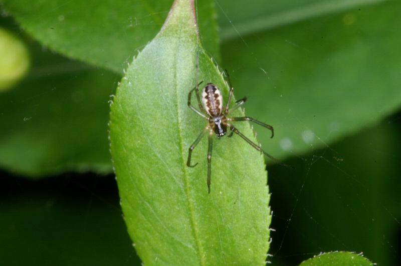 Neriene_peltata_D4314_Z_80_Veenendaal_Nederland.jpg