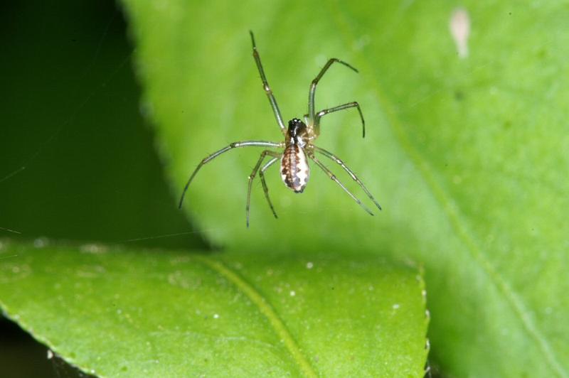 Neriene_peltata_D4315_Z_88_Veenendaal_Nederland.jpg