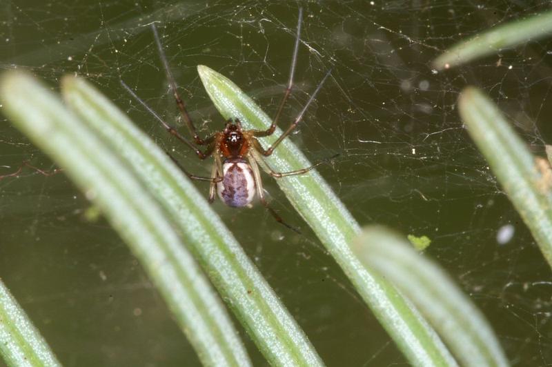 Neriene_peltata_D4316_Z_85_Veenendaal_Nederland.jpg