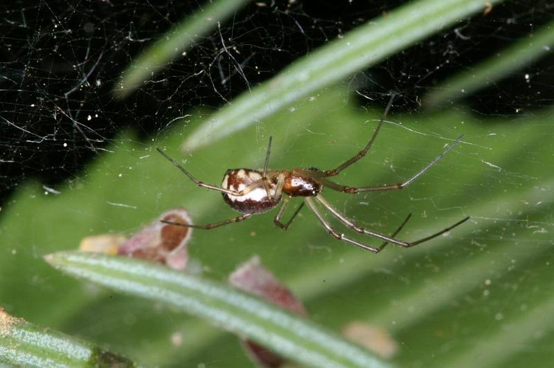 Neriene_peltata_D4317_Z_82_Veenendaal_Nederland.jpg