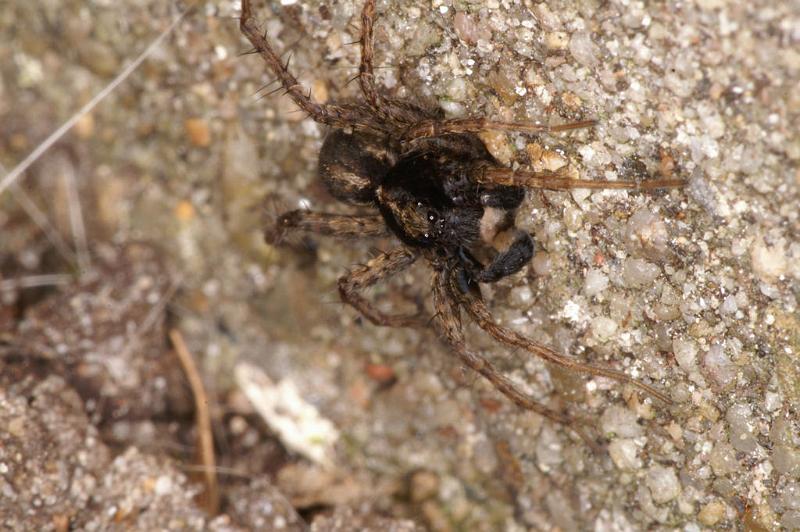 Alopecosa_ZZXYX_D4783_Z_80_Waterleidingduinen_Nederland.jpg