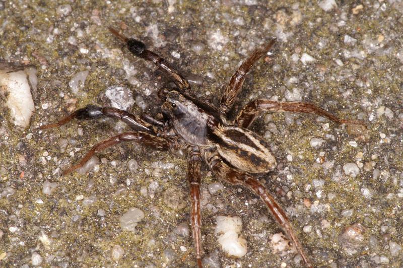 Alopecosa_cuneata_D4784_Z_89_Waterleidingduinen_Nederland.jpg