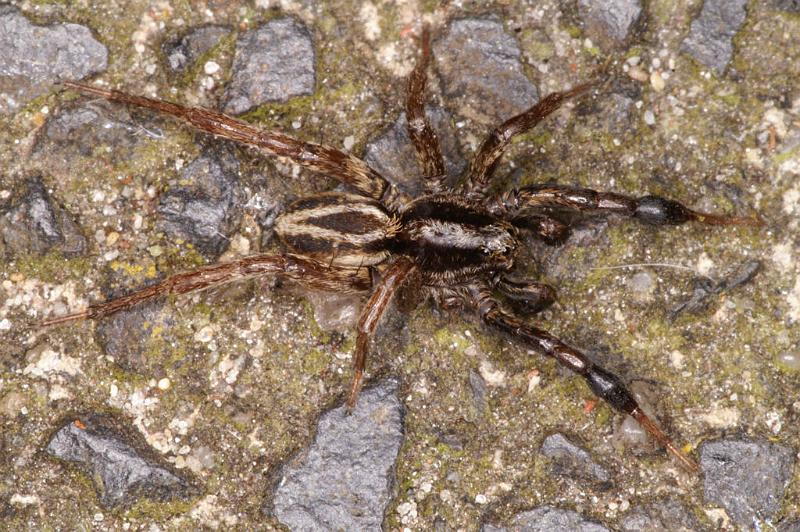 Alopecosa_cuneata_D4785_Z_90_Waterleidingduinen_Nederland.jpg