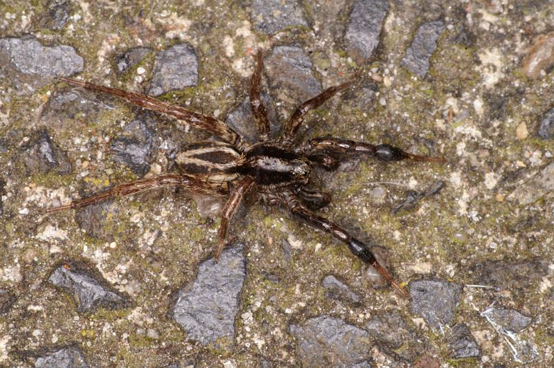 Alopecosa_cuneata_D4786_Z_91_Waterleidingduinen_Nederland.jpg