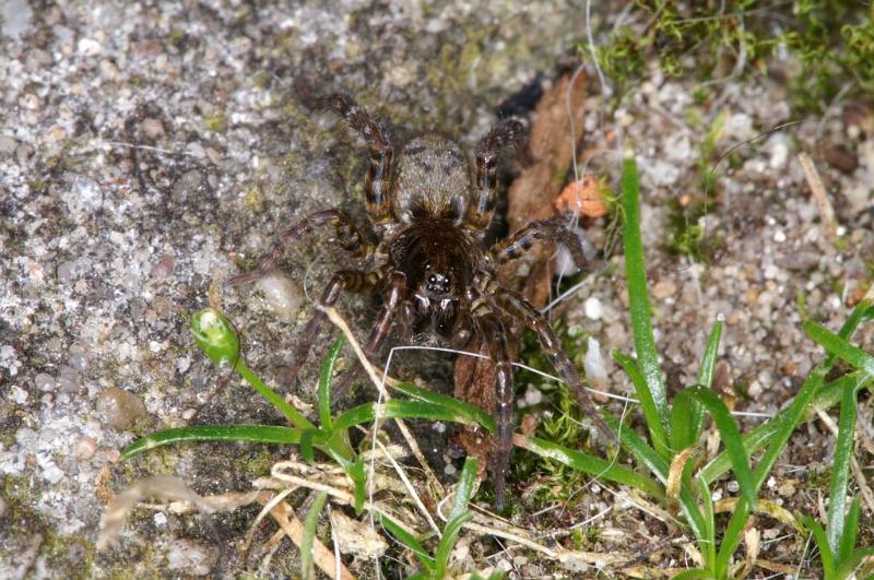 Arctosa_leopardus_D3892_Z_89_Kaaihoeve_Belgie.jpg